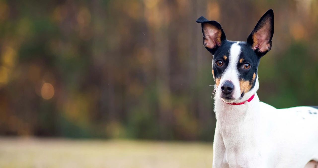 Title: Rat Terrier Puppies for Sale: The Ultimate Guide to Bringing Home Your Perfect Pup