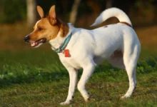 Rat Terrier Puppies for Sale