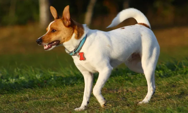 Rat Terrier Puppies for Sale