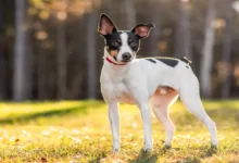 Rat Terrier for Sale