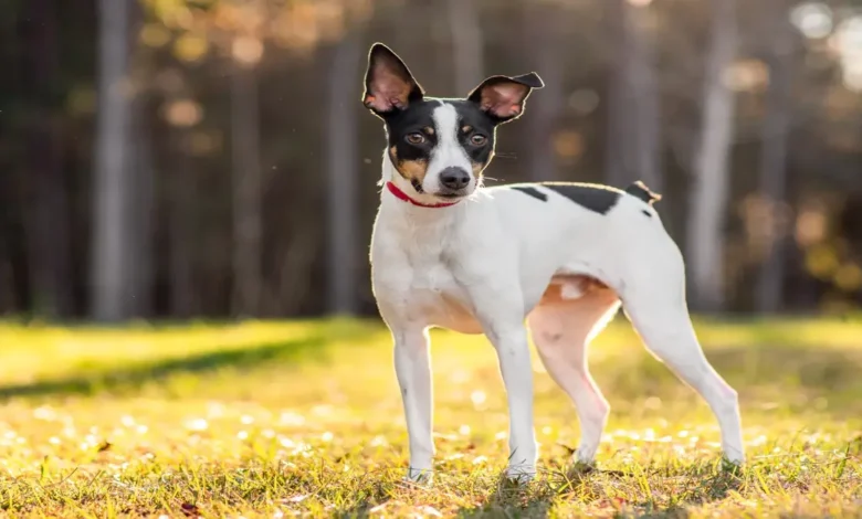 Rat Terrier for Sale