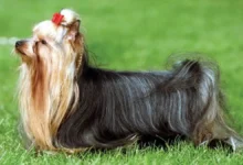 Coal Hill Rat Terriers