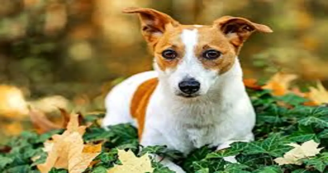 Title: Coal Hill Rat Terriers: The Ultimate Companion Breed With Grit and Charm