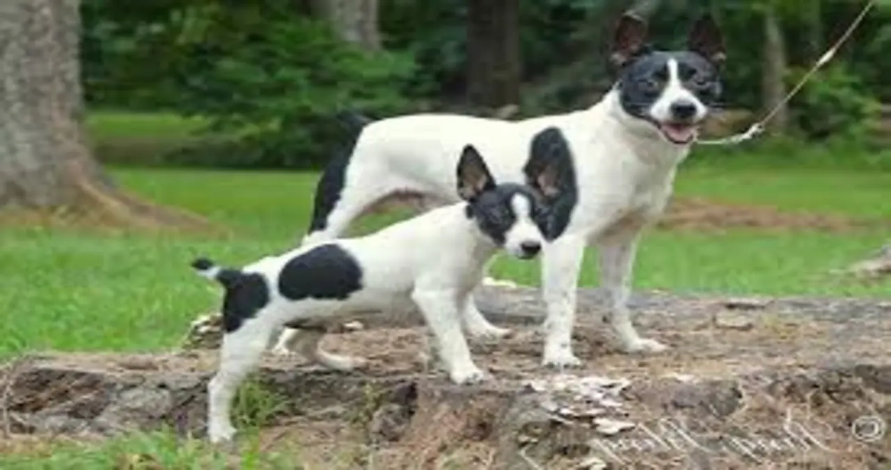 Rat Terrier for Sale: The Ultimate Guide to Finding Your Perfect Pup